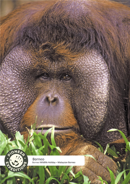Borneo Borneo Wildlife Holiday – Malaysian Borneo