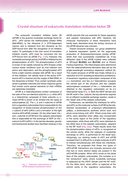 Crystal Structure of Eukaryotic Translation Initiation Factor 2B K