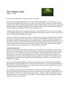 The Common Tansy February 1, 2008