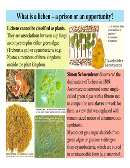 What Is a Lichen – a Prison Or an Opportunity? Lichens Cannot Be Classified As Plants