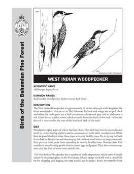 West Indian Woodpecker Hasanumber of Nuts, Sometrees and Shrubs