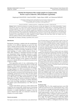 Skeletal Development of the Caudal Complex in Caspian Roach, Rutilus Caspicus (Yakovlev, 1927) (Teleostei: Cyprinidae)