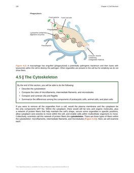 4.5 the Cytoskeleton