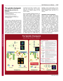 The Spindle Checkpoint