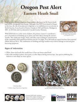 Eastern Heath Snail (Xerolenta Obvia)
