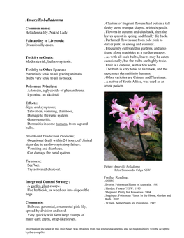 Amaryllis Belladonna