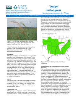 Osage, Indiangrass, Sorghastrum Nutans, Conservation Plant