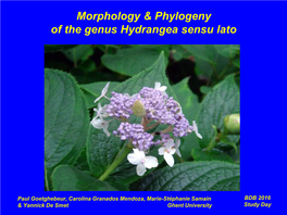 Morphology & Phylogeny of the Genus Hydrangea Sensu Lato