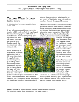 Yellow Wild Indigo July 2017