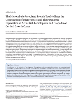 The Microtubule-Associated Protein Tau Mediates the Organization Of
