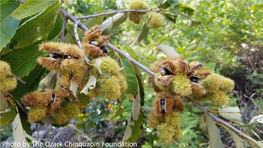 The Potential of Biotechnology for Ozark Chinquapin Conservation