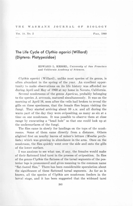 The Life Cycle of Clythia Agarici (Willard) (Diptera: Platypezidae)