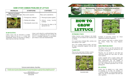 How to Grow Lettuce