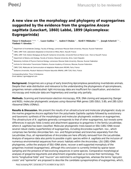 A New View on the Morphology and Phylogeny Of