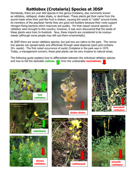 Crotalaria Species (Rattlebox)