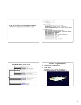 Seven “Super Orders” • 7) Superorder Acanthopterygii • ‘Three ‘Series’ • 1) Mugilomorpha – Mullets – 66 Species, Economically Important; Leap from Water.??