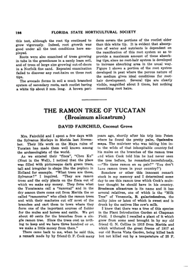 THE RAMON TREE of YUCATAN (Brosimiim Alicastrum)