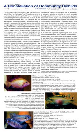 A Constellation of Community Cichlids Dr Paul V