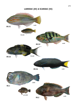 Market Fishes of Indonesia