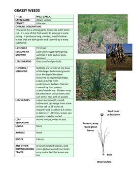 WILD GARLIC LATIN NAME: Allium Vineale FAMILY: Liliaceae OVERALL DESCRIPTION: This Weed Has a Strong Garlic Onion-Like Odor When Cut