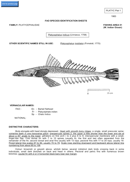 Platycephalus Indicus (Linnaeus, 1758)