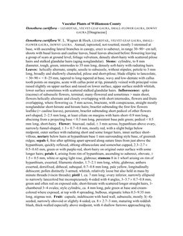 Vascular Plants of Williamson County Oenothera Curtiflora − LIZARDTAIL, VELVET-LEAF GAURA, SMALL-FLOWER GAURA, DOWNY GAURA [Onagraceae]