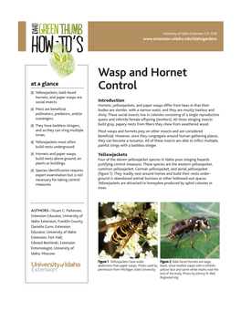 Wasp and Hornet Control