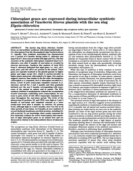 Chloroplast Genes Are Expressed During Intracellular Symbiotic