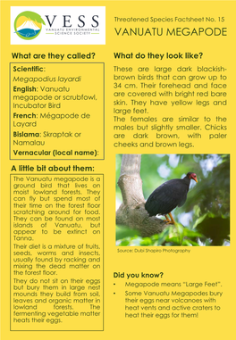 Vanuatu Megapode, Megapodius Layardi