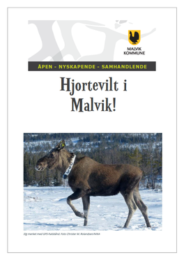 Informasjonsbrosjyre Om Hjortevilt I Malvik Kommune Side 2