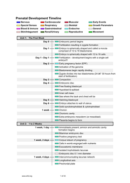 Prenatal Development Timeline