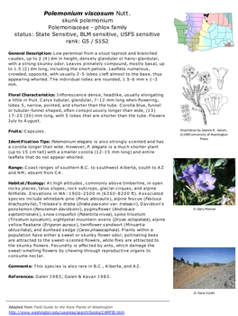 Polemonium Viscosum Nutt