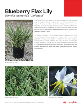 Blueberry Flax Lily Dianella Tasmanica ‘Variegata’