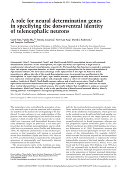 A Role for Neural Determination Genes in Specifying the Dorsoventral Identity of Telencephalic Neurons