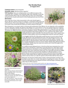 The Weekly Plant 24Aug2014