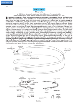 MURAENIDAE Moray Eels by E.B