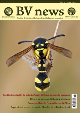 Posible Depredación De Nido De Polistes Biglumis Por Mutilla Europaea 0 5 0