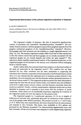 Experimental Determination of the Primary Trigeminal Projections in Lampreys