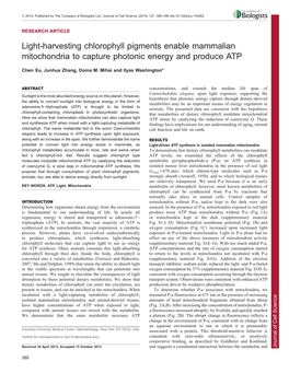 Light-Harvesting Chlorophyll Pigments Enable Mammalian Mitochondria To