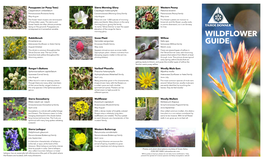 Wildflower Guide