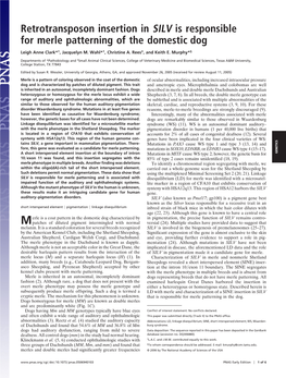 Retrotransposon Insertion in SILV Is Responsible for Merle Patterning of the Domestic Dog