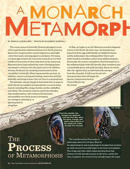 A Monarch Metamorphosis