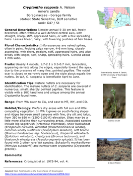 Cryptantha Scoparia A