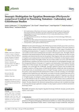 Imazapic Herbigation for Egyptian Broomrape (Phelipanche Aegyptiaca) Control in Processing Tomatoes—Laboratory and Greenhouse Studies