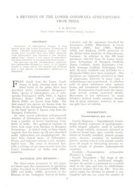 A Revision of the Lower Gondwana Sphenopteris from India