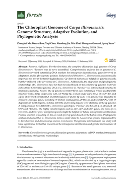 The Chloroplast Genome of Carya Illinoinensis: Genome Structure, Adaptive Evolution, and Phylogenetic Analysis