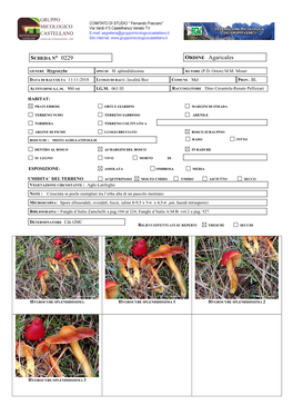 ORDINE Agaricales