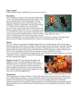 Pepper Maggot (Order: Diptera, Family: Tephritidae, Zonosemata Electa (Say))