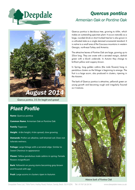 Quercus Pontica Armenian Oak Or Pontine Oak