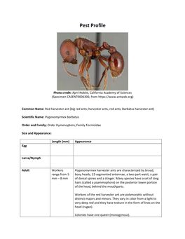 Red Harvester Ant (Big Red Ants; Harvester Ants, Red Ants; Barbatus Harvester Ant)